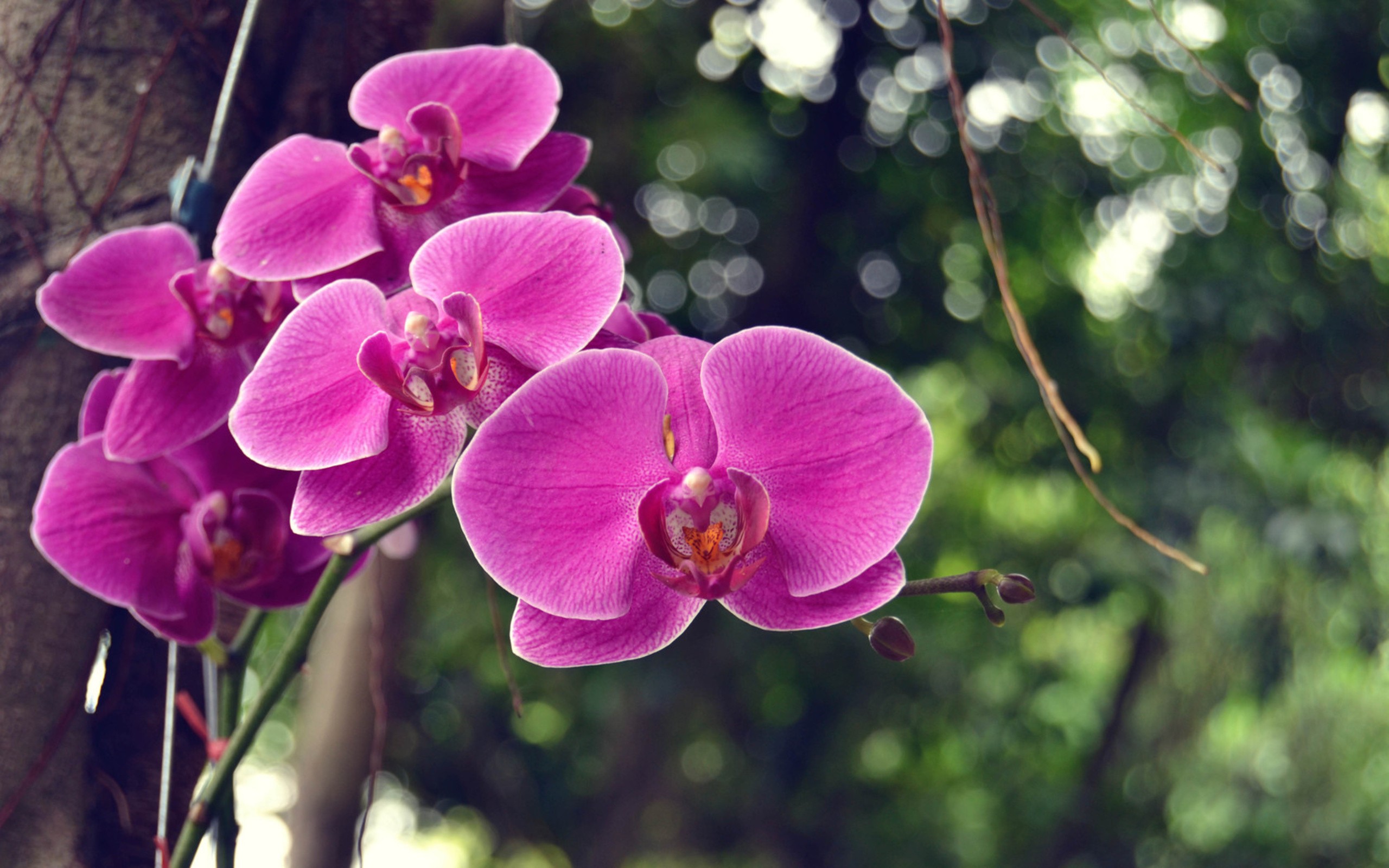 Purple Orchids Destkop Backgrounddestkop Background