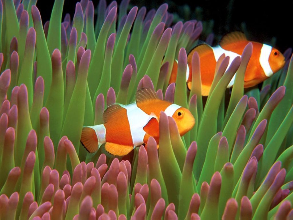Clown Fish Wallpaper Pets Cute And Docile