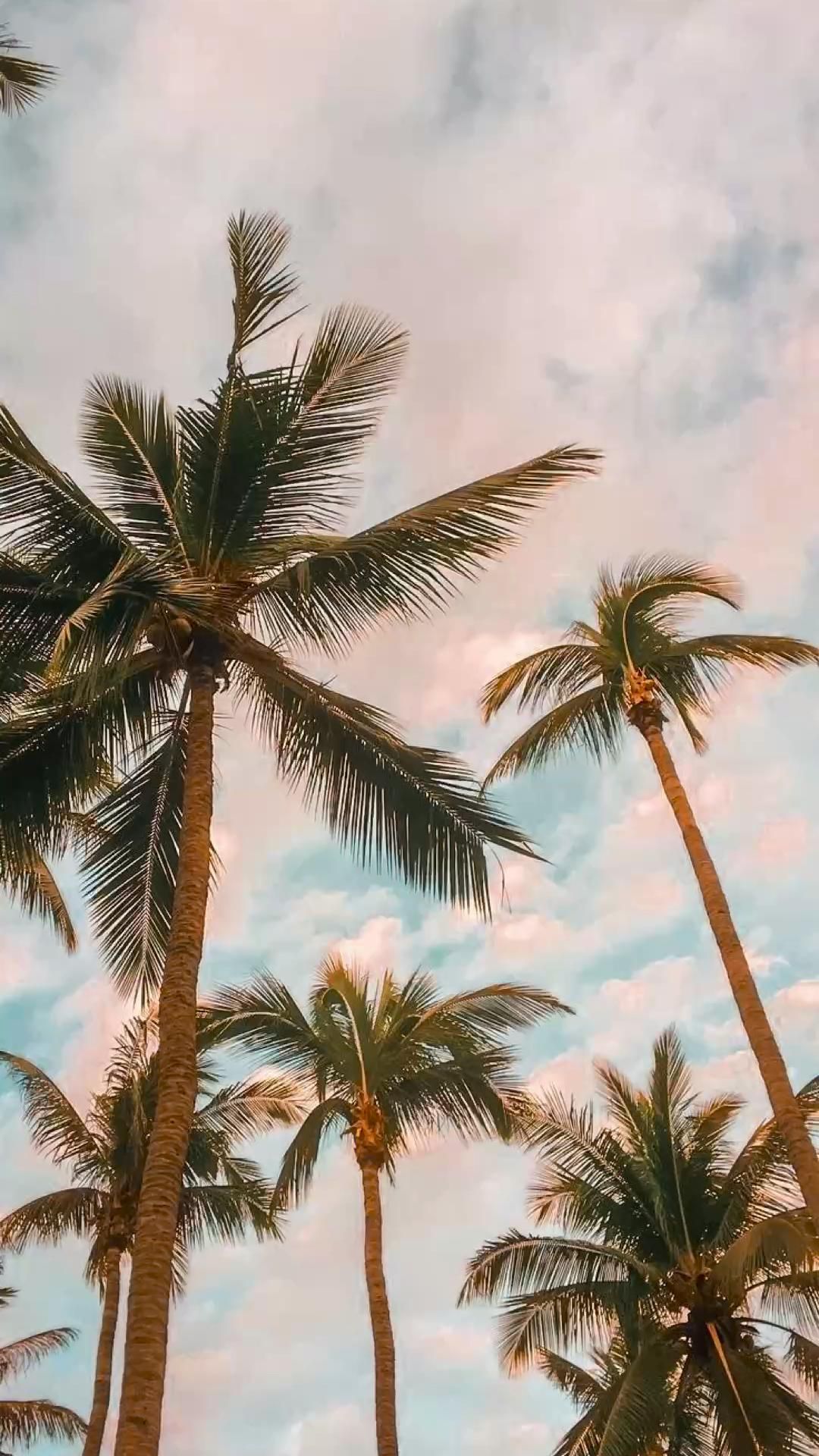 Palm Tree Aesthetic Wallpaper