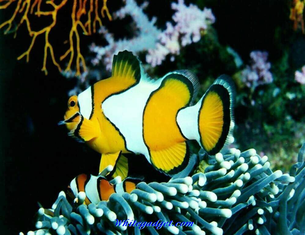 Tropical Fish Wallpaper Jpg