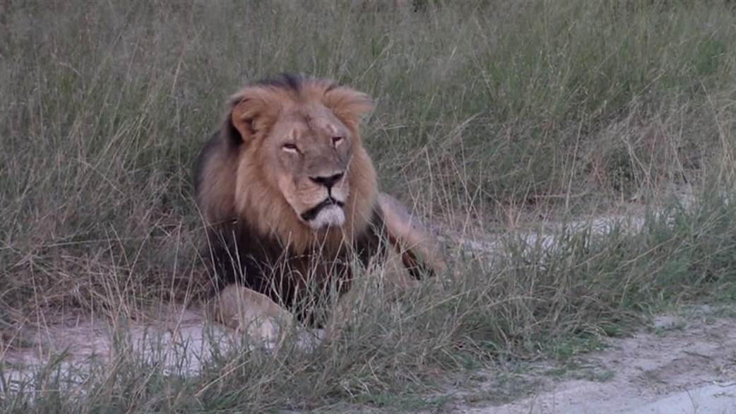 Killing Of Cecil The Lion Puts Big Game Hunting Into Sharp Focus