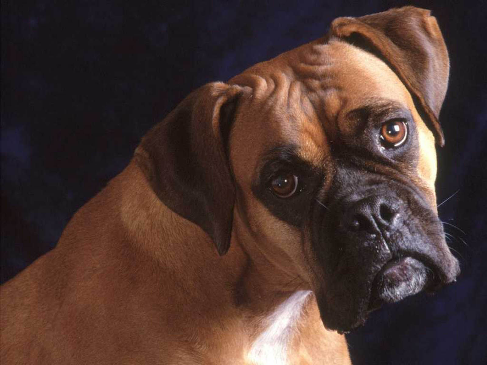 Boxer Dog Wallpaper Desktop