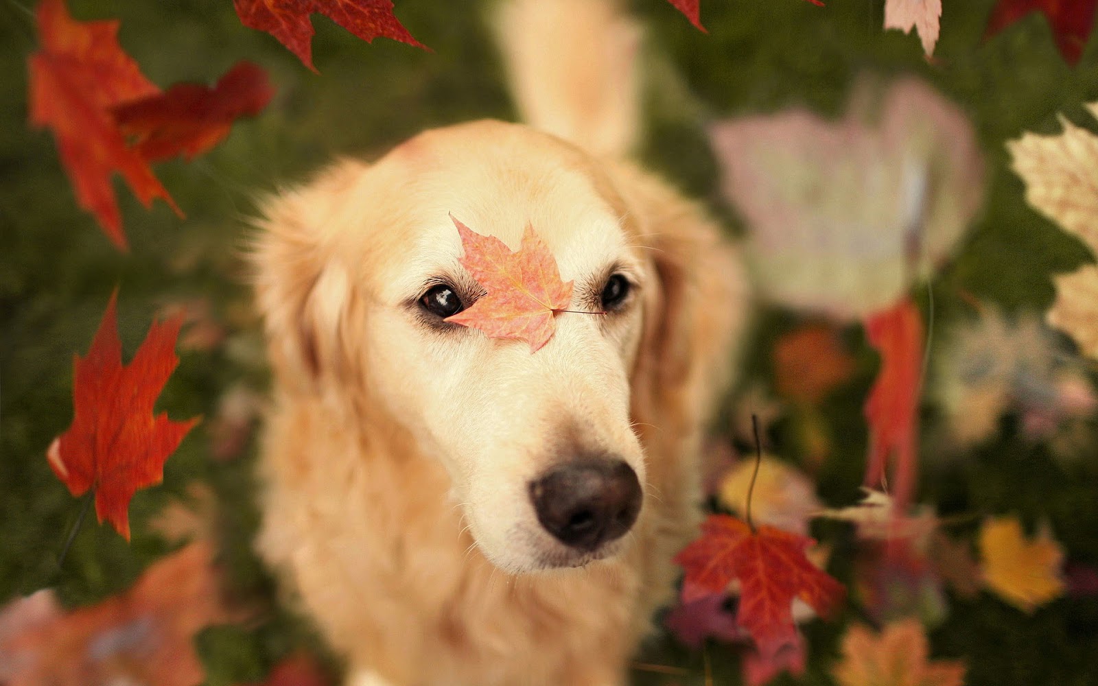 Autumn Wallpaper With A Dog And Leaves HD Animals