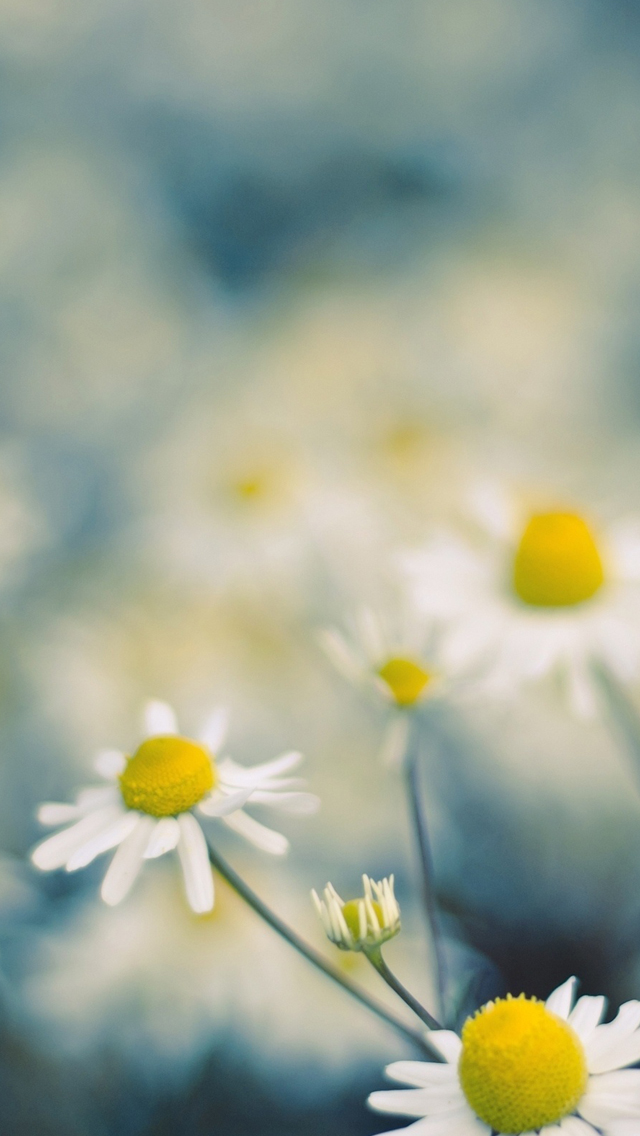 Chamomile Flowers iPhone 5s Wallpaper