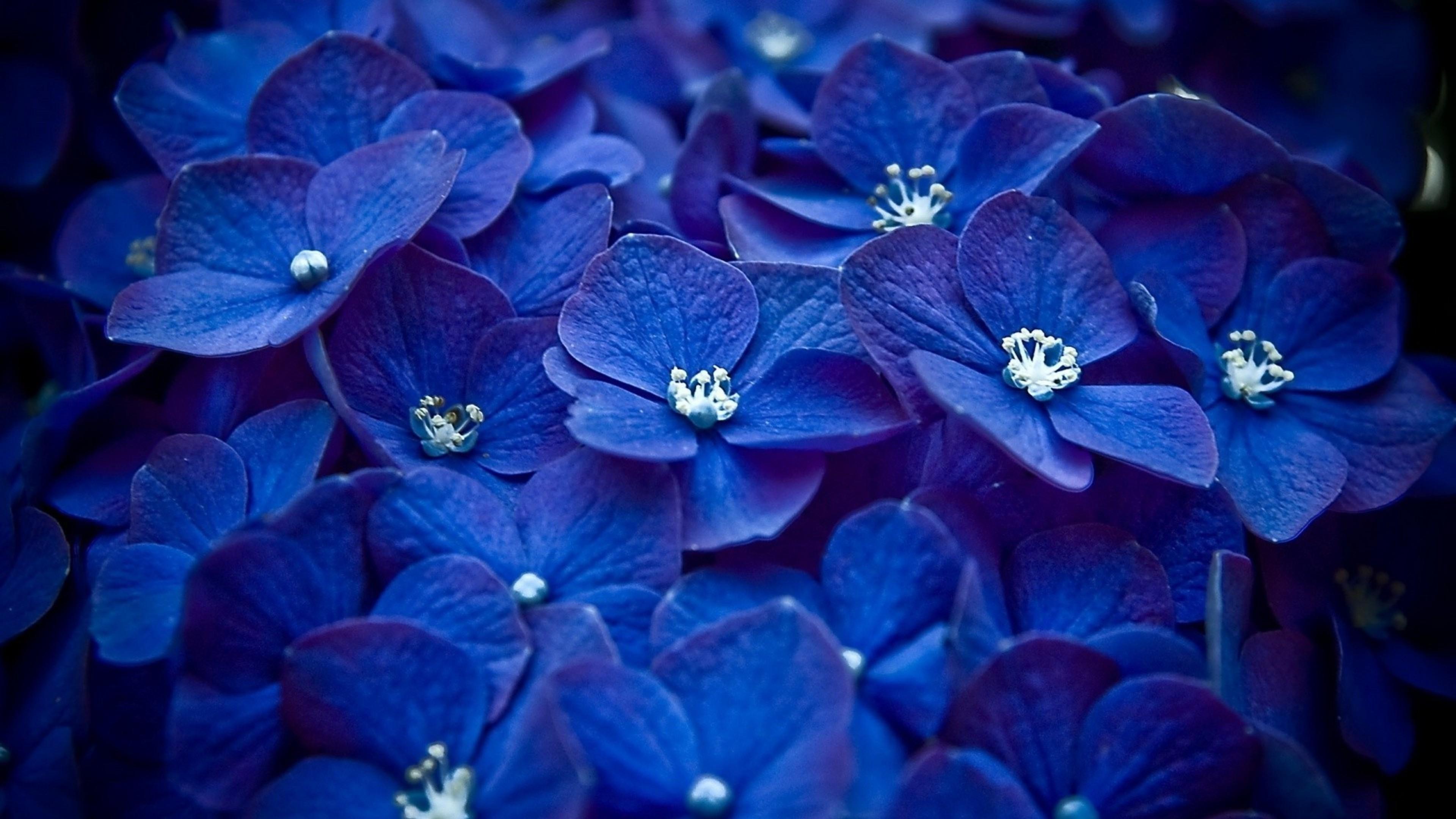 Hydrangea Blue Flower HD Flowers 4k Wallpaper Image