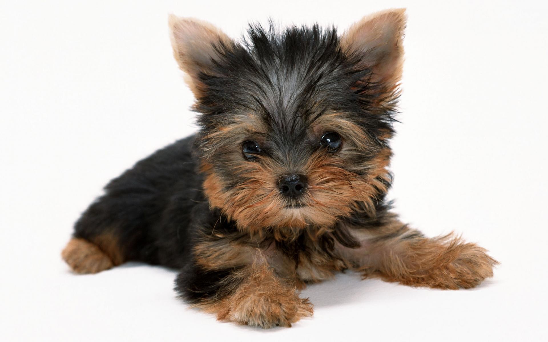 Cute Yorkie Puppies Wallpaper High Definition Quality