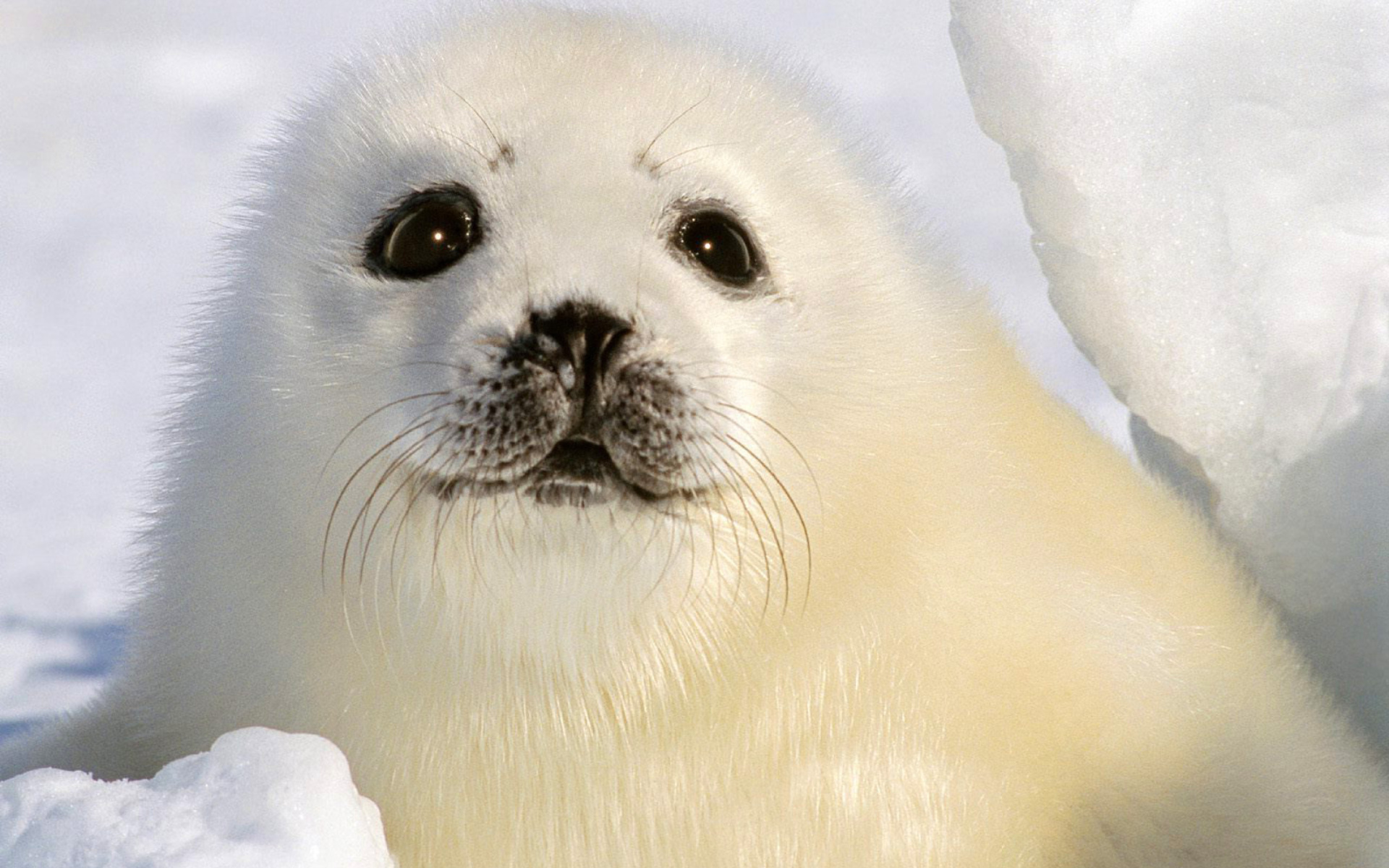 Gallery For Gt Baby Seal Wallpaper