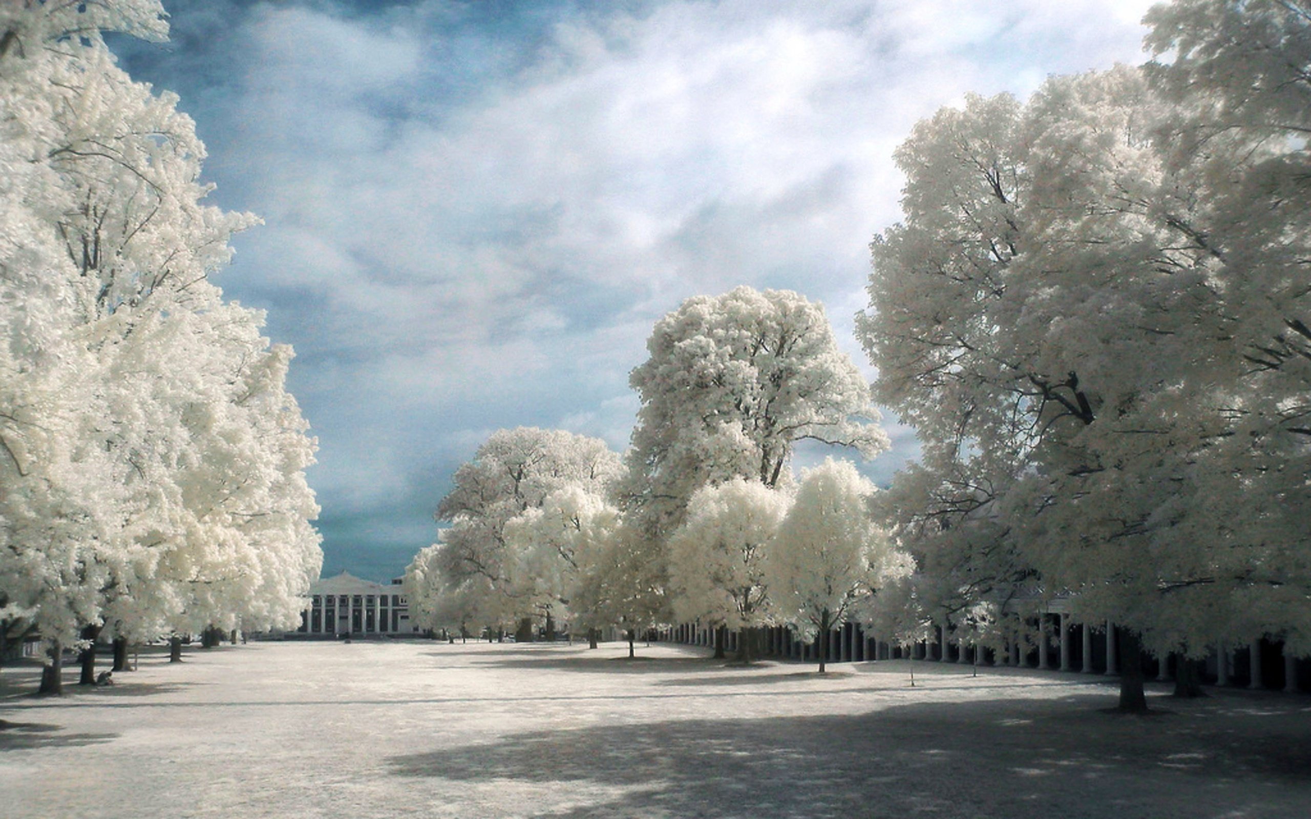 Infrared Photography Central City Park HD Wallpaper Background