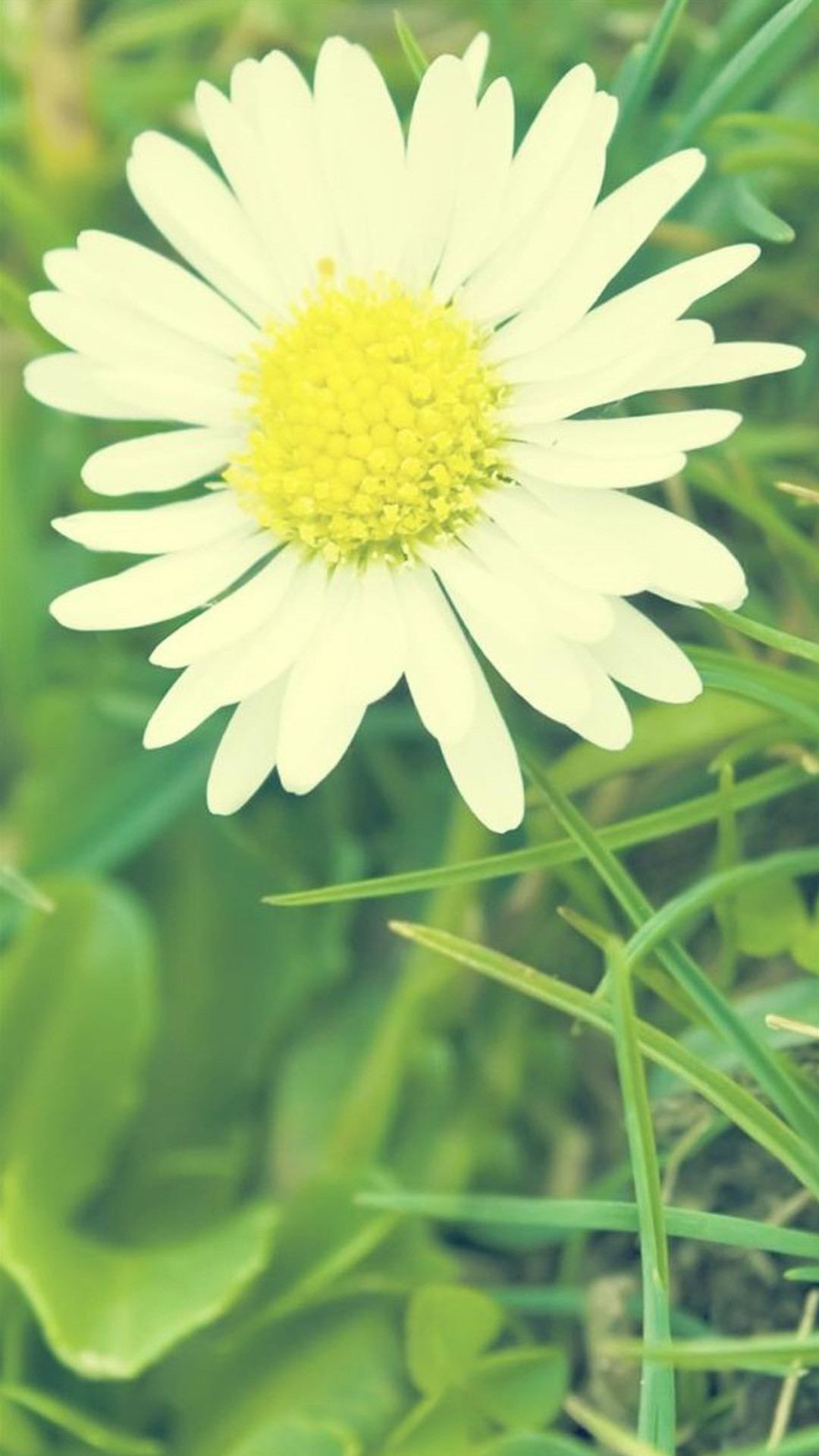 Daisy Flower Wallpaper