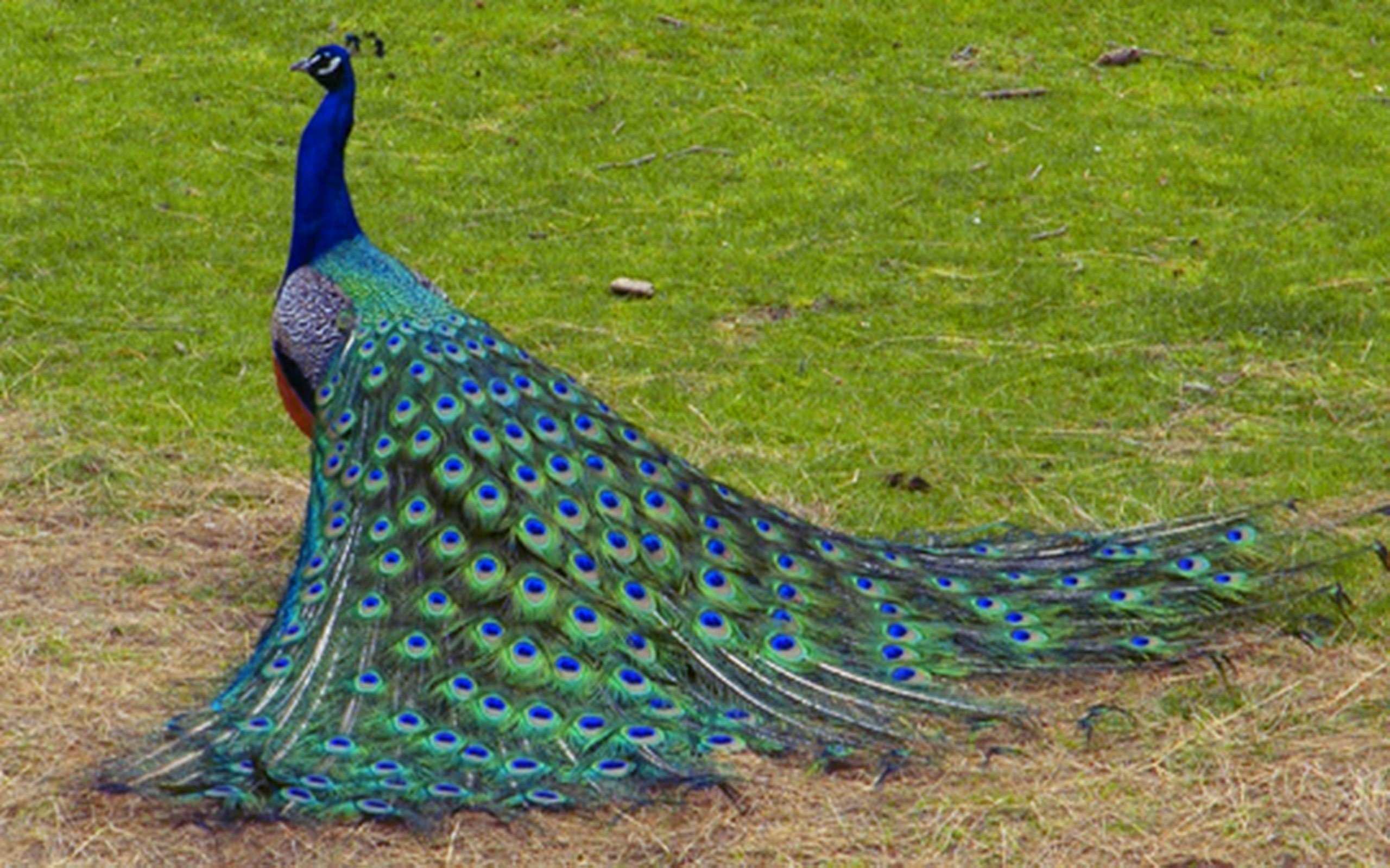 Beautiful Peacock Bird HD Desktop Wallpaper Background HD Wallpapers 2560x1600