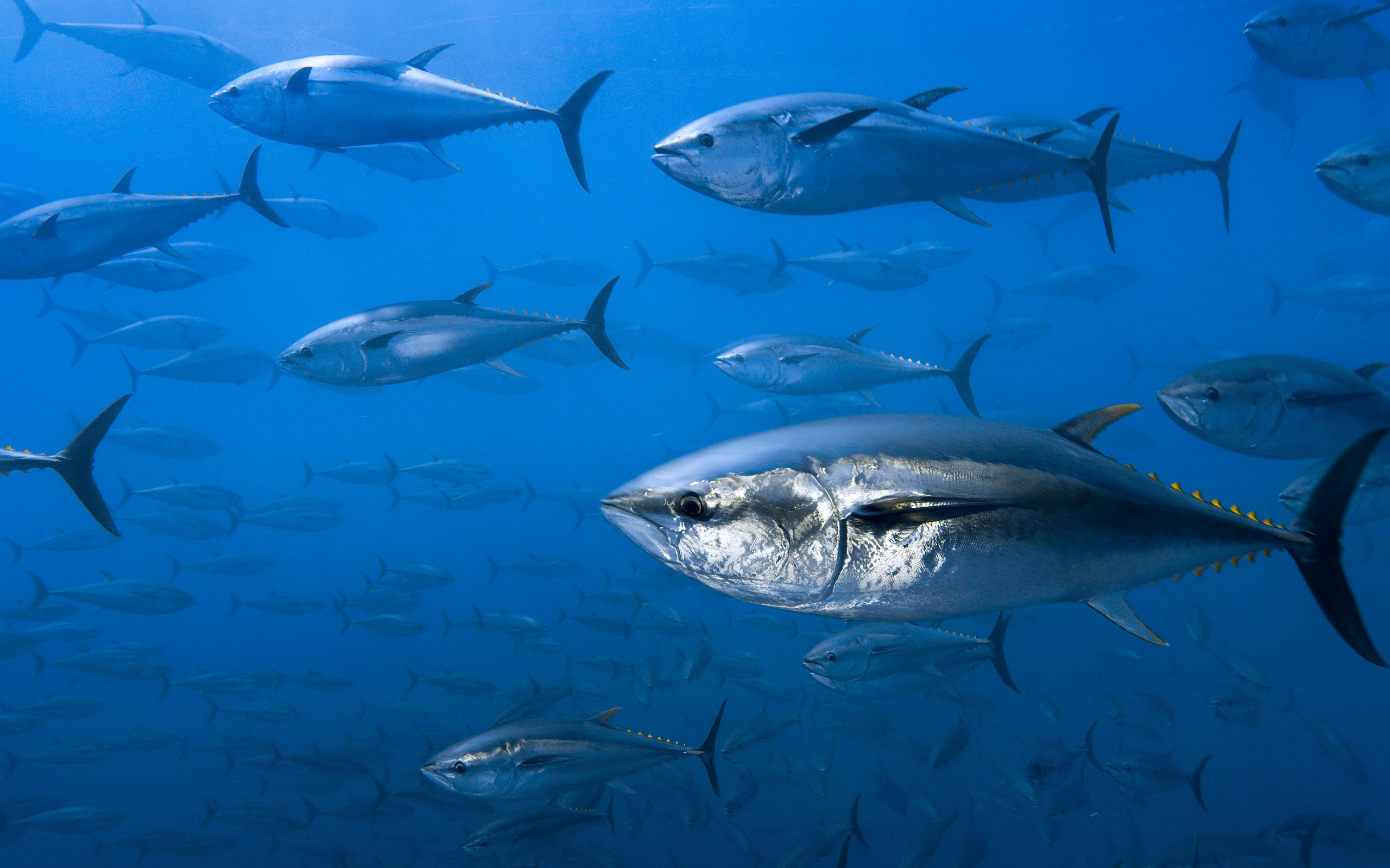Bluefin Tuna Photo And Wallpaper Cute Pictures