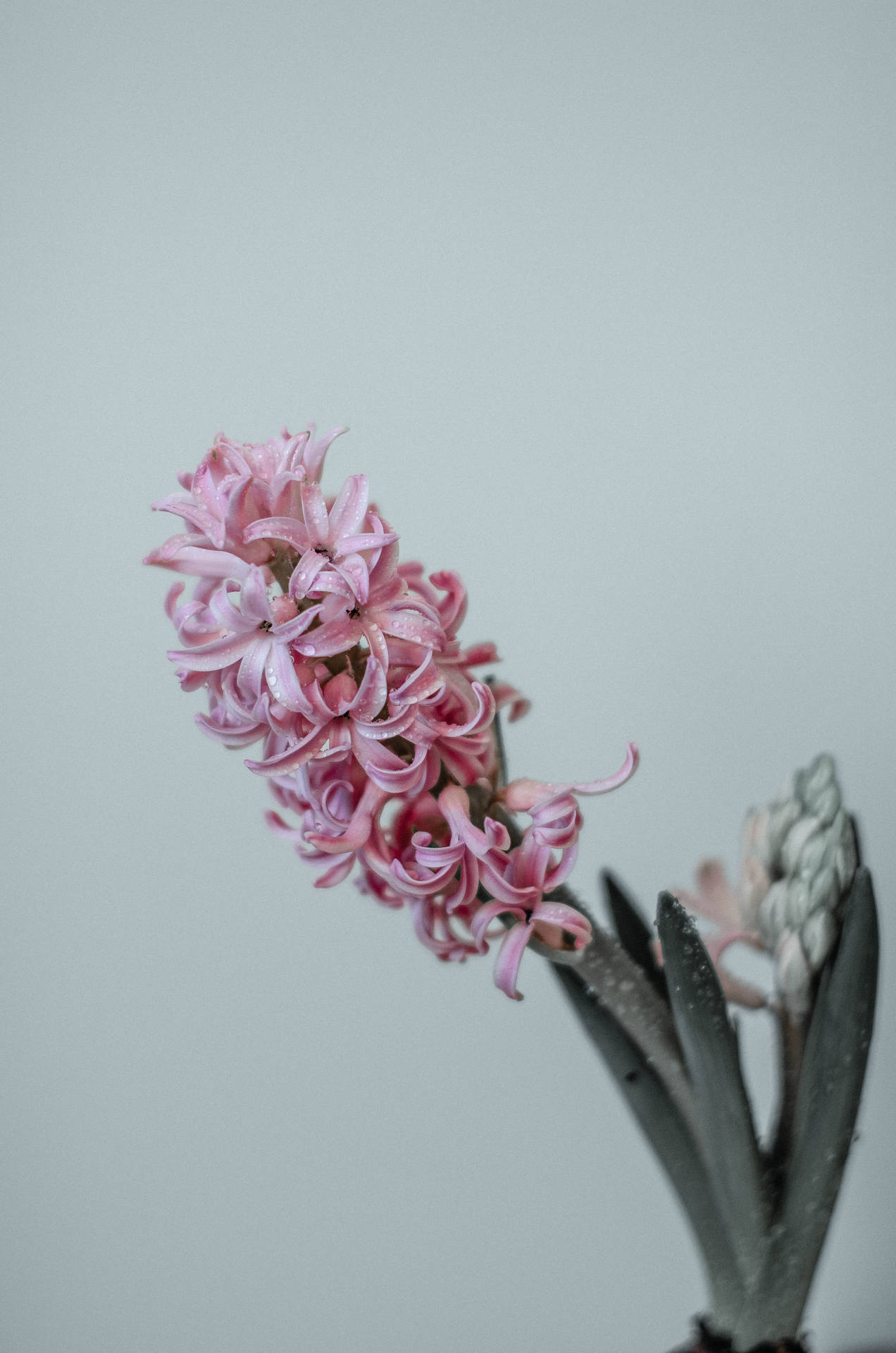 Flower Android Wallpaper