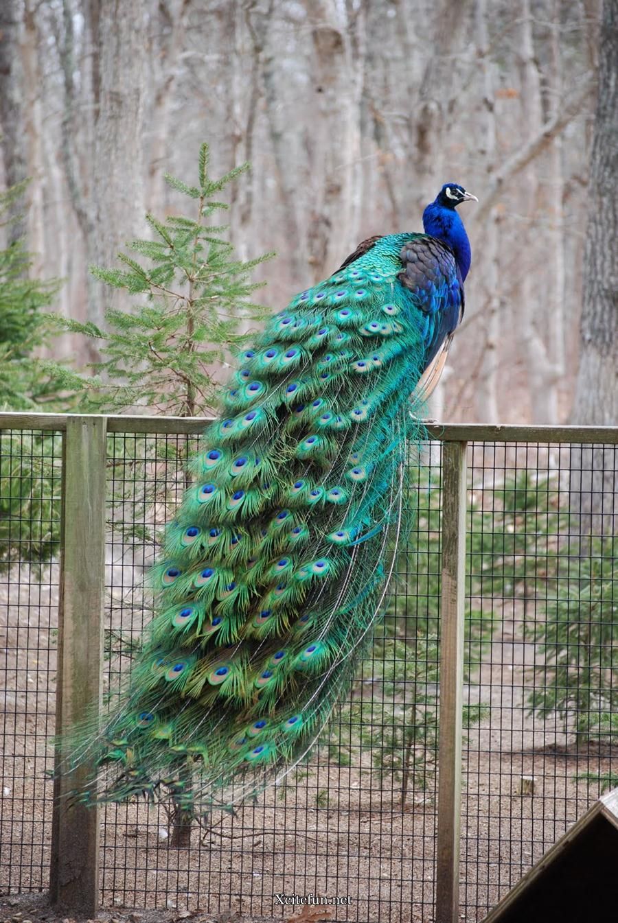 Beautiful Green Colored Peacock Wallpaper You Can Really Achieve