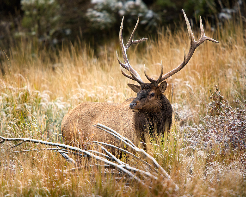Title Bull Elk Location Wyoming Park Yellowstone National