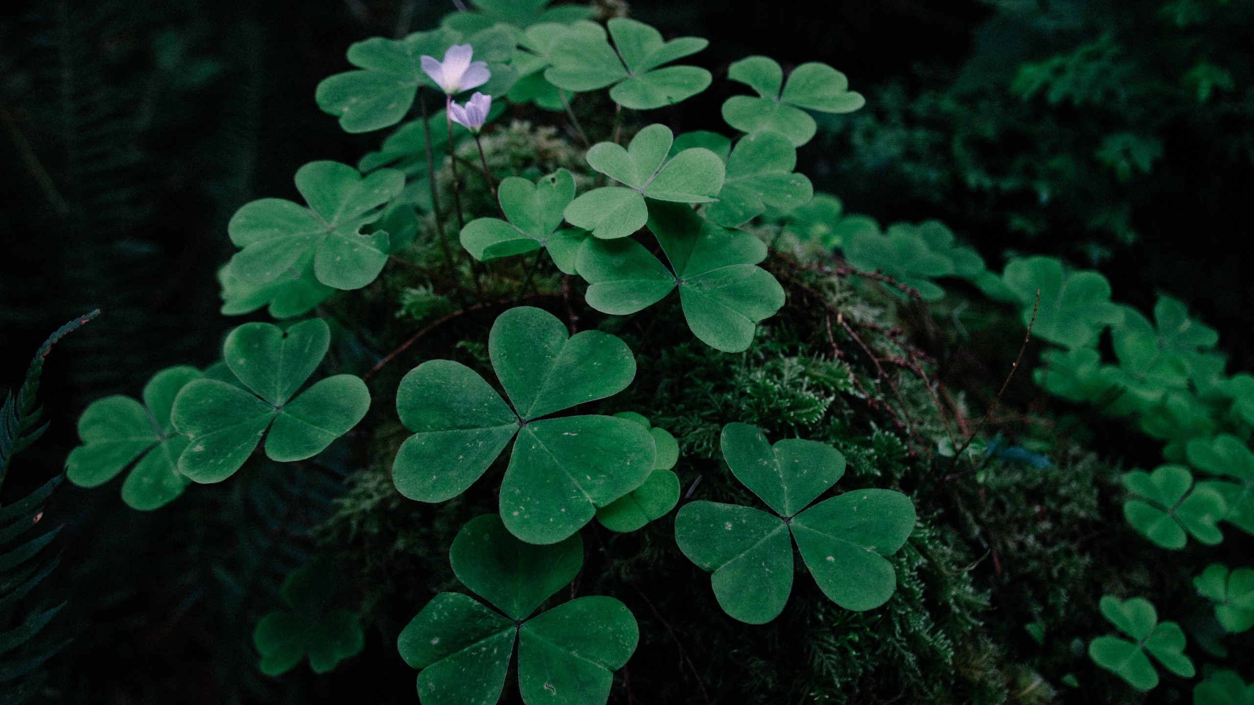 Shamrock Wallpaper Desktop