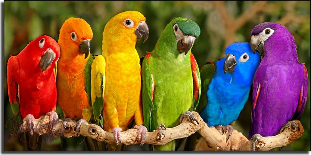 20 Colorful Parrot Wallpapers HD   Tapandaola111 1200x600