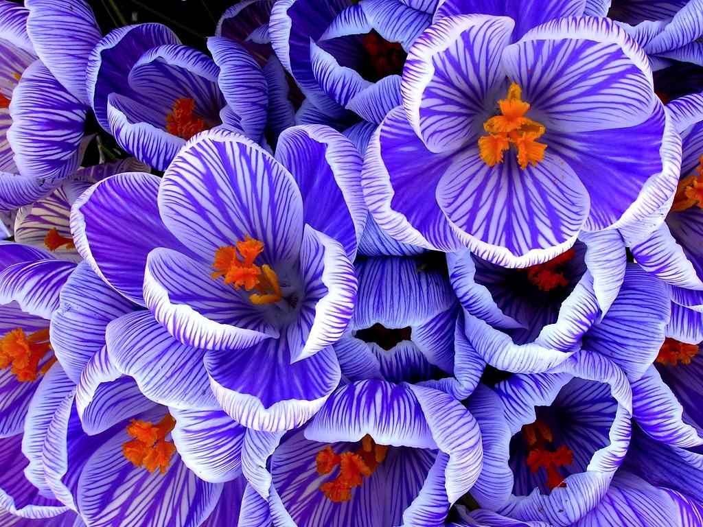 Nice Flowers Purple Background Wallpaper On This