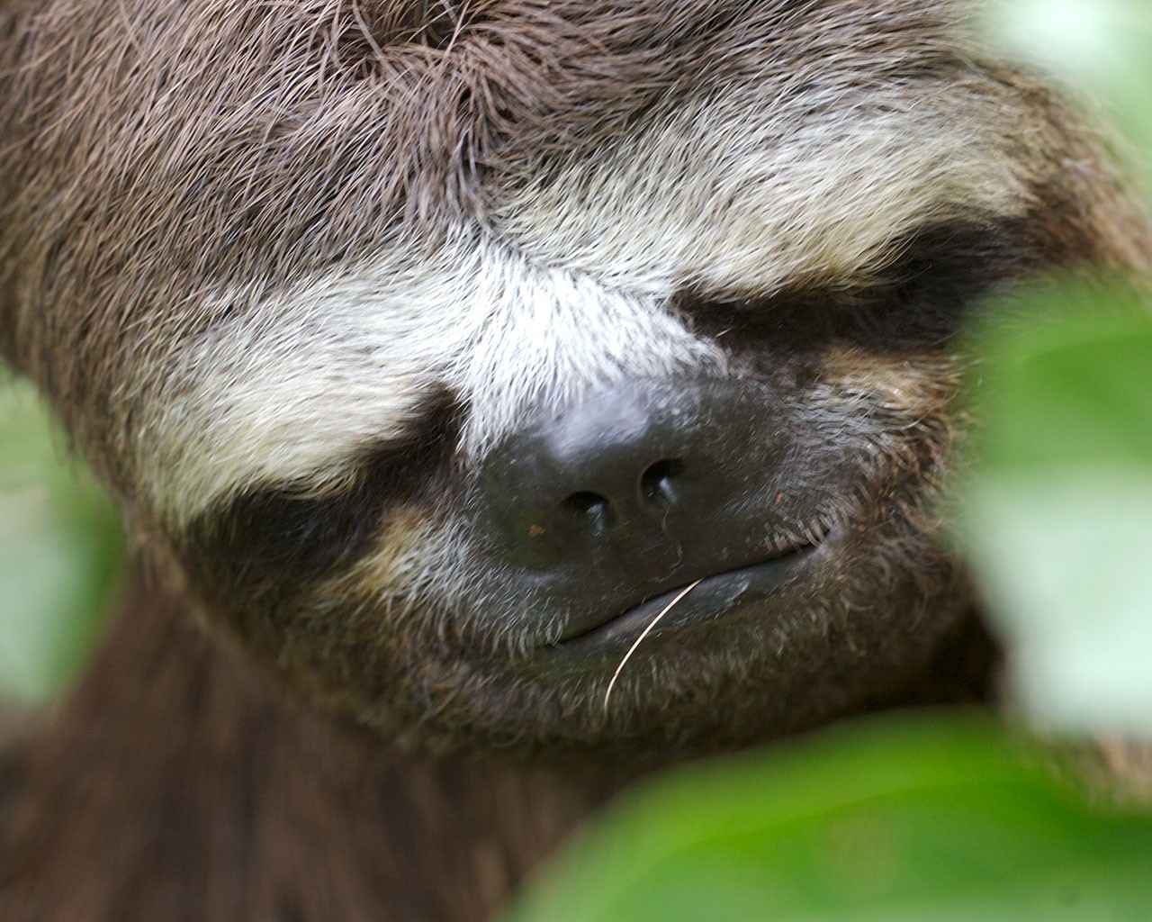 Funny Sloth Animals HD Wallpaper