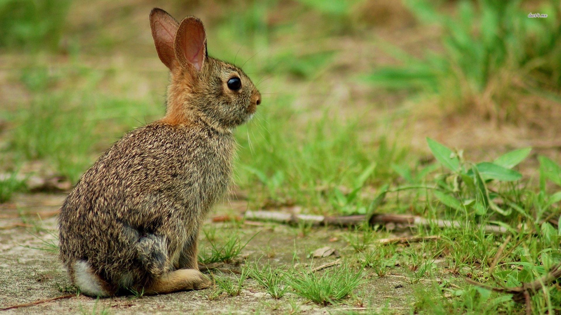 Gazing Hare Wallpaper Animal