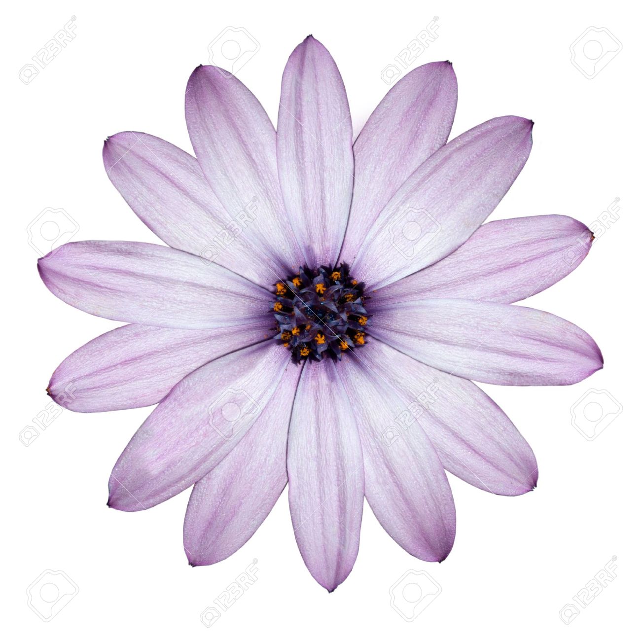 Purple Flower White Backgrounds
