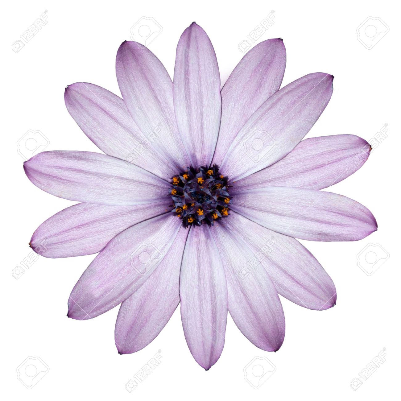 36+] Purple Flower White Background on WallpaperSafari