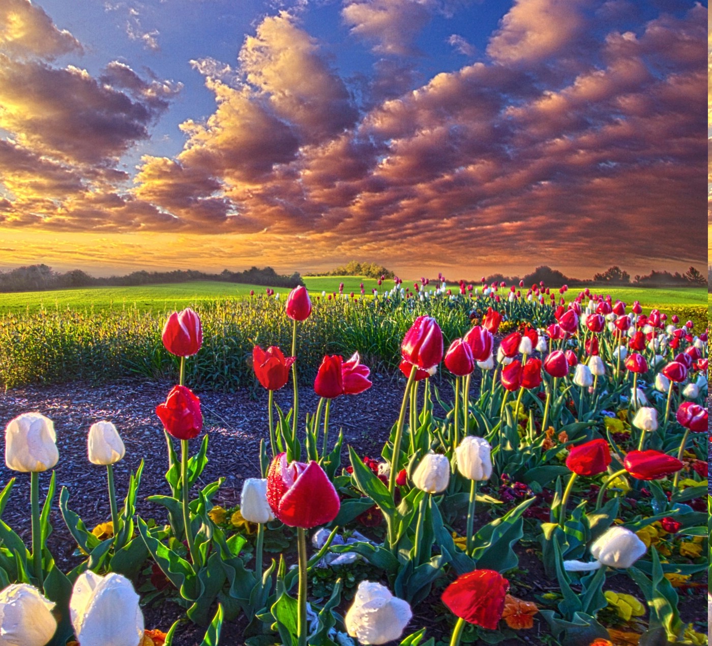 Spring Flowers Tulips Field Sunrise Grass Clouds Nature Landscape Wallpaper HD