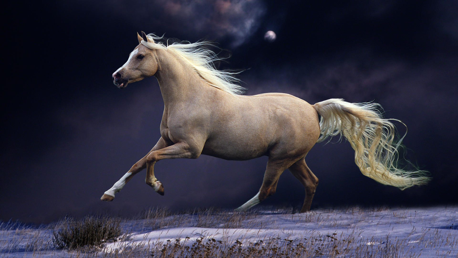 Equestrian Wallpaper
