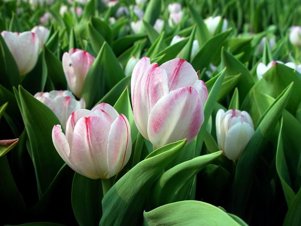 Tulip Flower Flowers Background Wallpaper Desktop