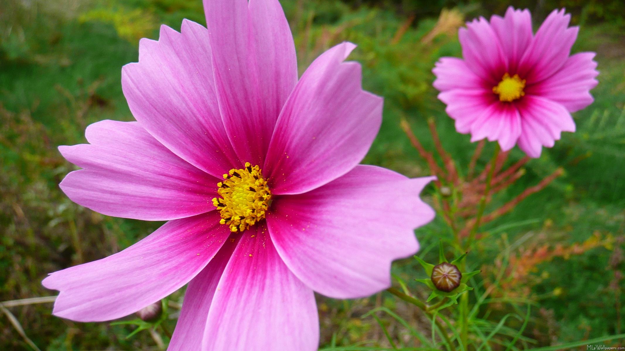 Pink Cosmos Flowers Wallpaper Glass