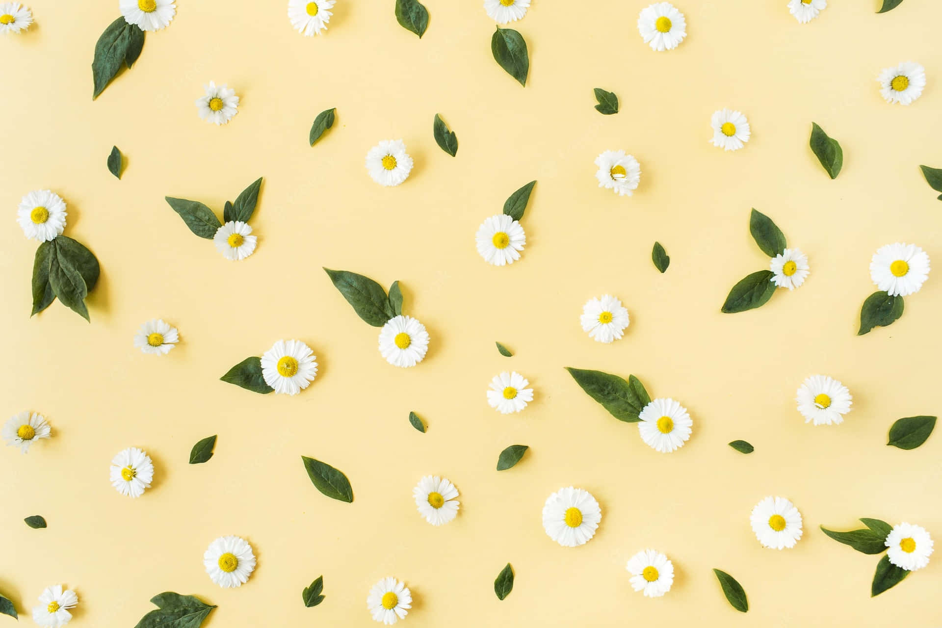 The Daisy Aesthetic Computer Designed For A Stylish And Wallpaper