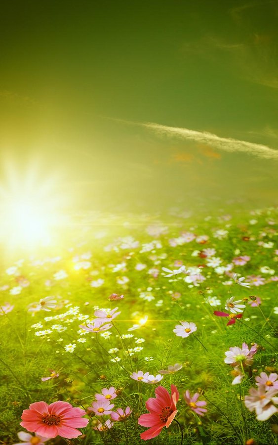Spring Meadow Live Wallpaper Android Apps And Tests Androidpit