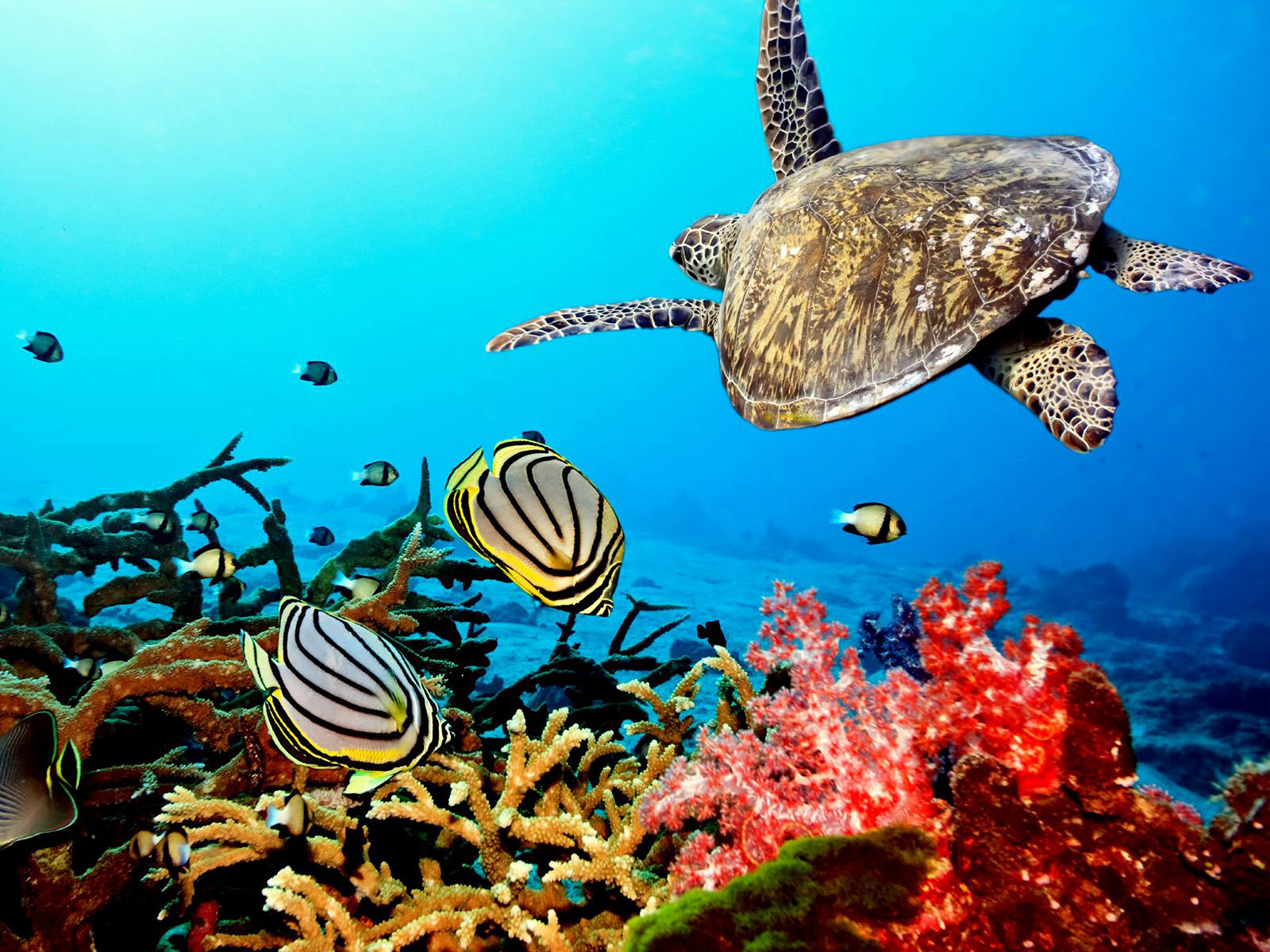 Coral Reef With Sea Turtle HD Background Wallpaper