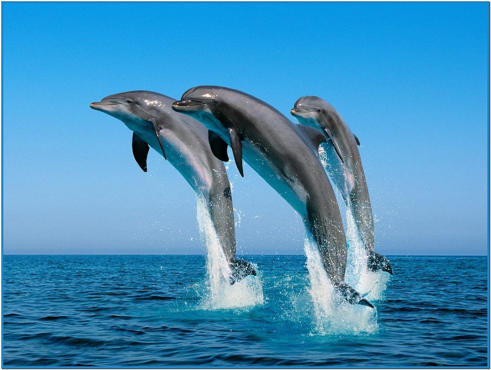 3d Dolphin Screensaver Windows