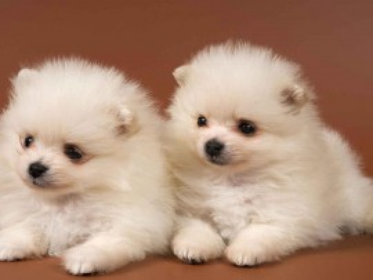 Get Cute Puppies Wallpaper And Make Your Desktop Cool