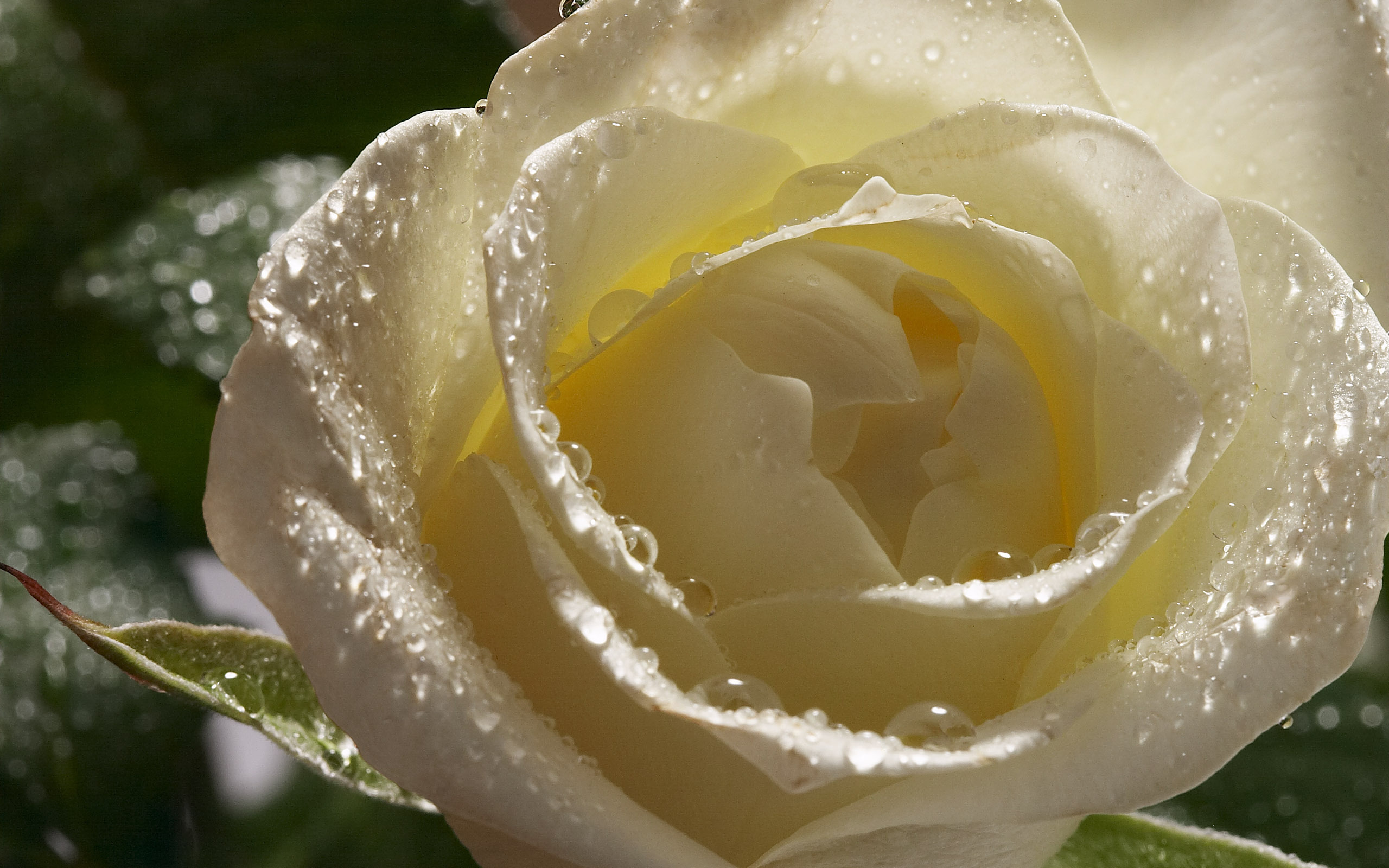 White Rose HD Wallpaper Flowers Wallpapers 2560x1600