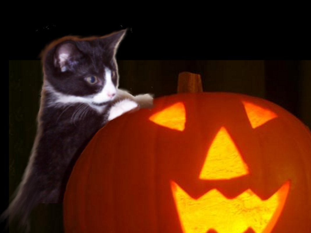 Next Rockin Halloween Ghost With Stars Kitten Pumpkin