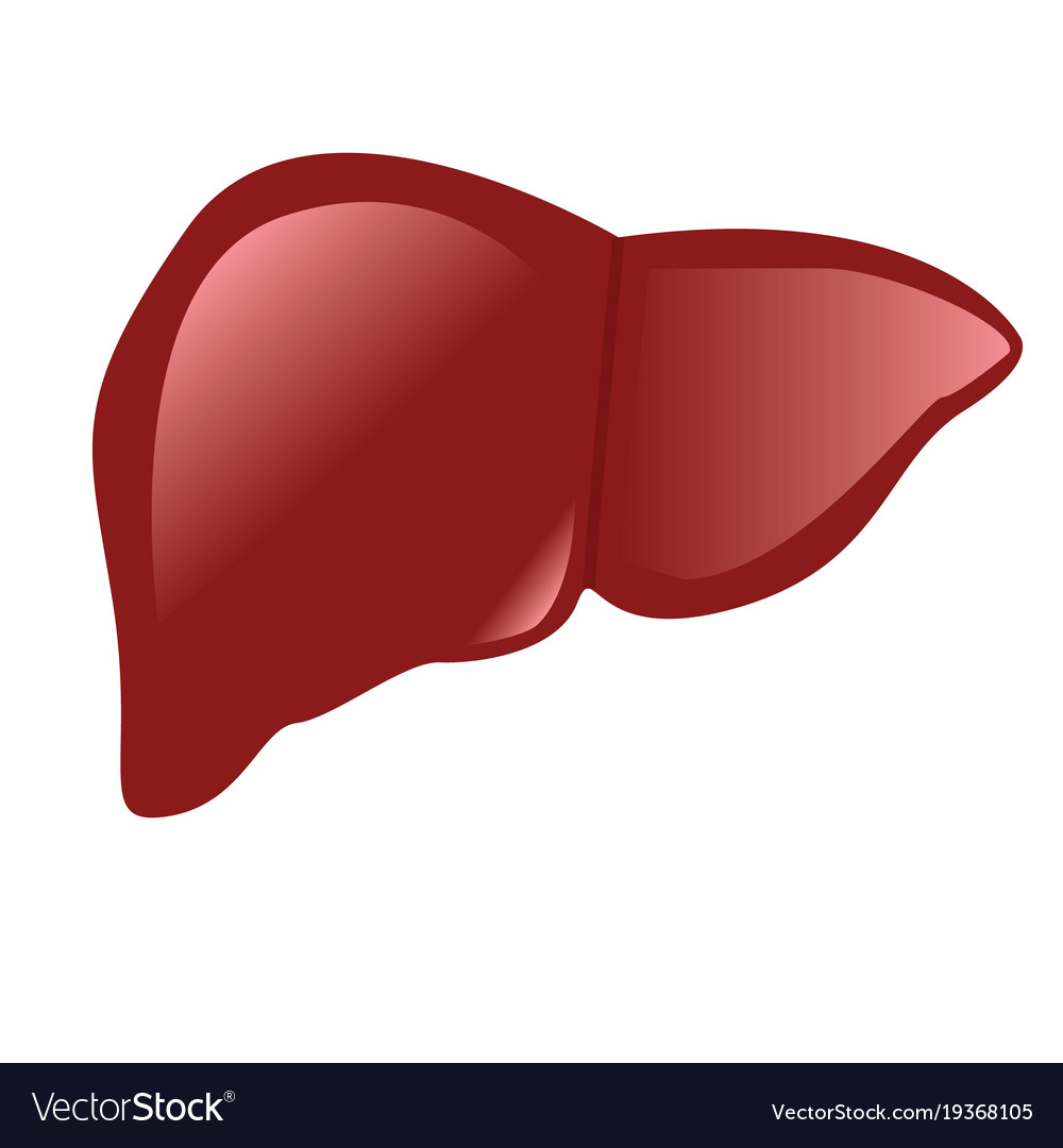 Liver Anatomy Colorful Drawing White Background Vector Image