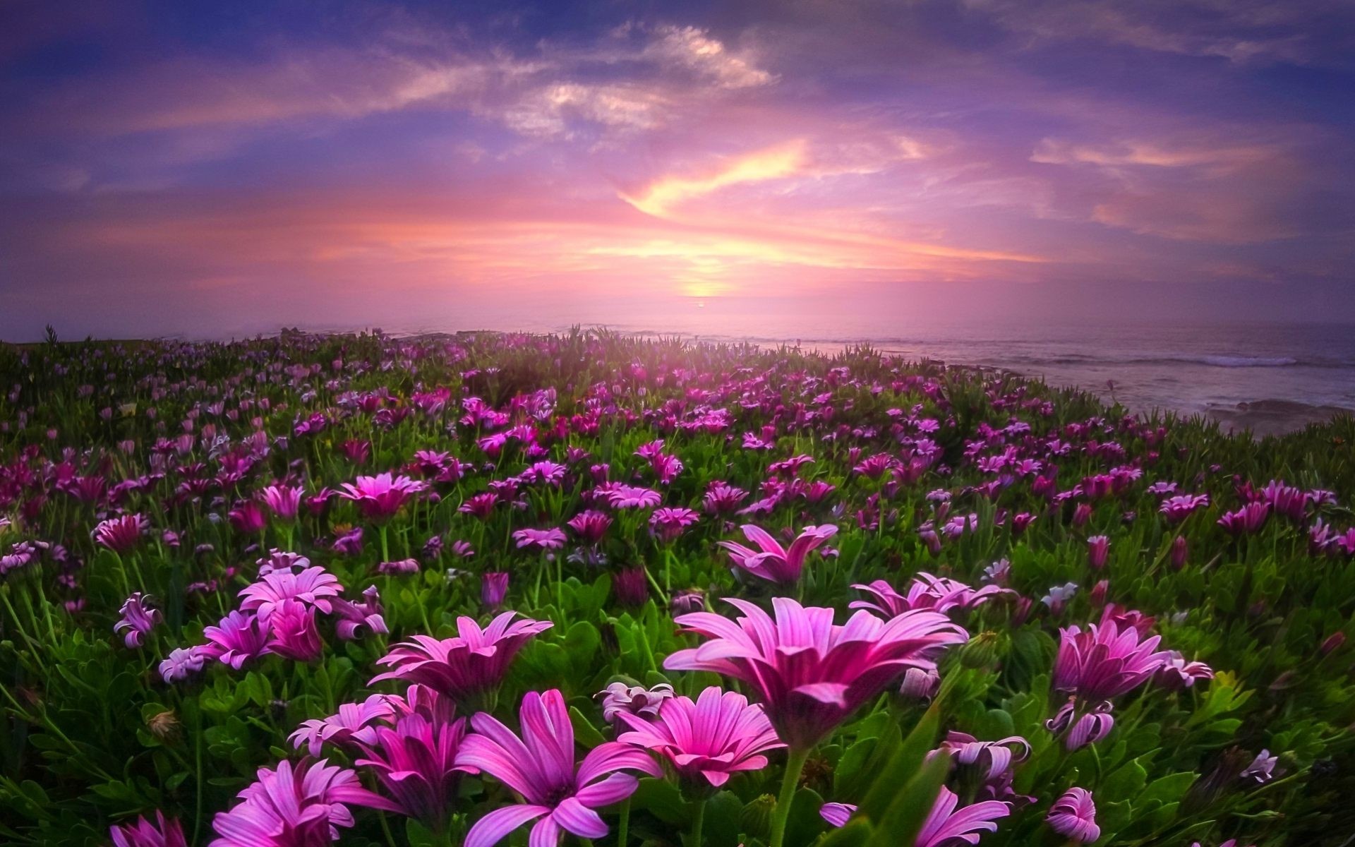 Field Of Flowers Wallpaper