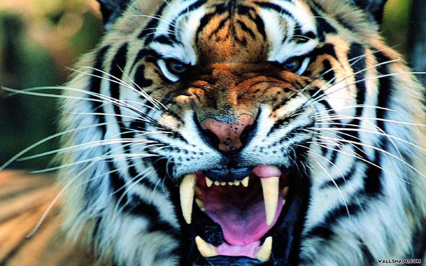 Tiger HD Desktop Wallpaper1440900