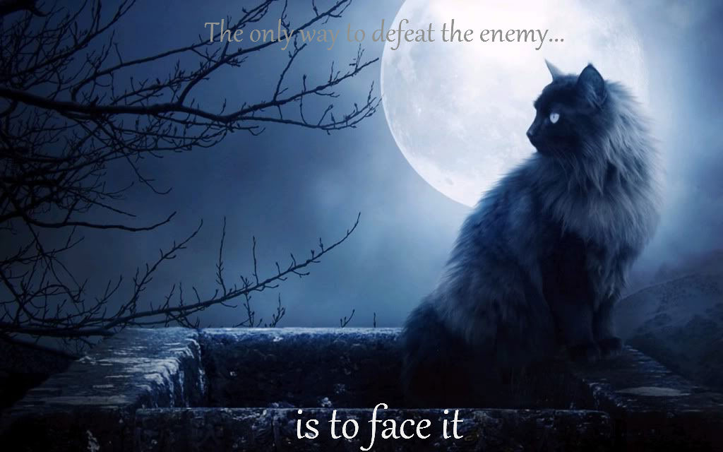 Warrior Cats Wallpaper For Puter Search Results
