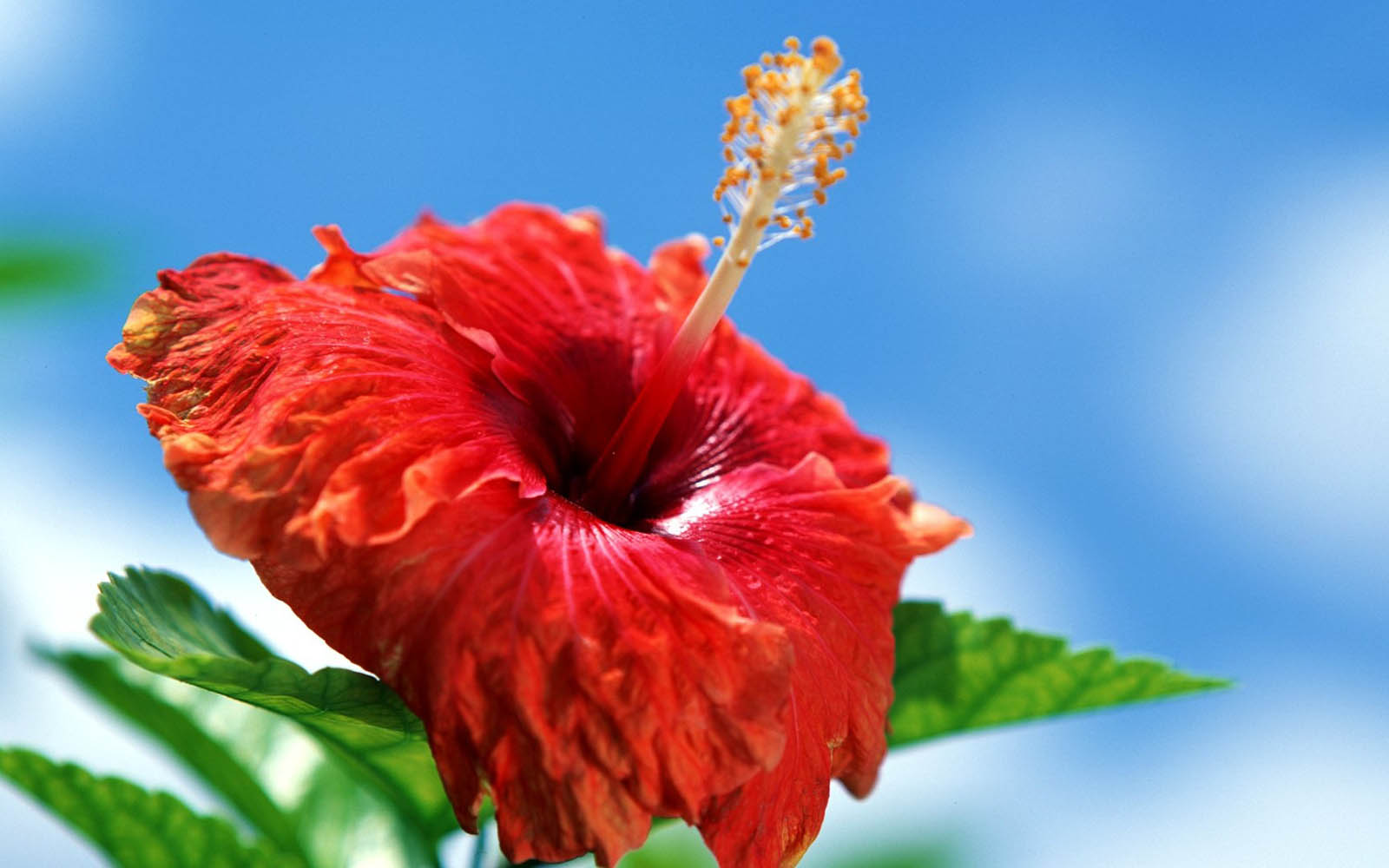 Tag Hibiscus Flowers Wallpaper Background Photos Image And