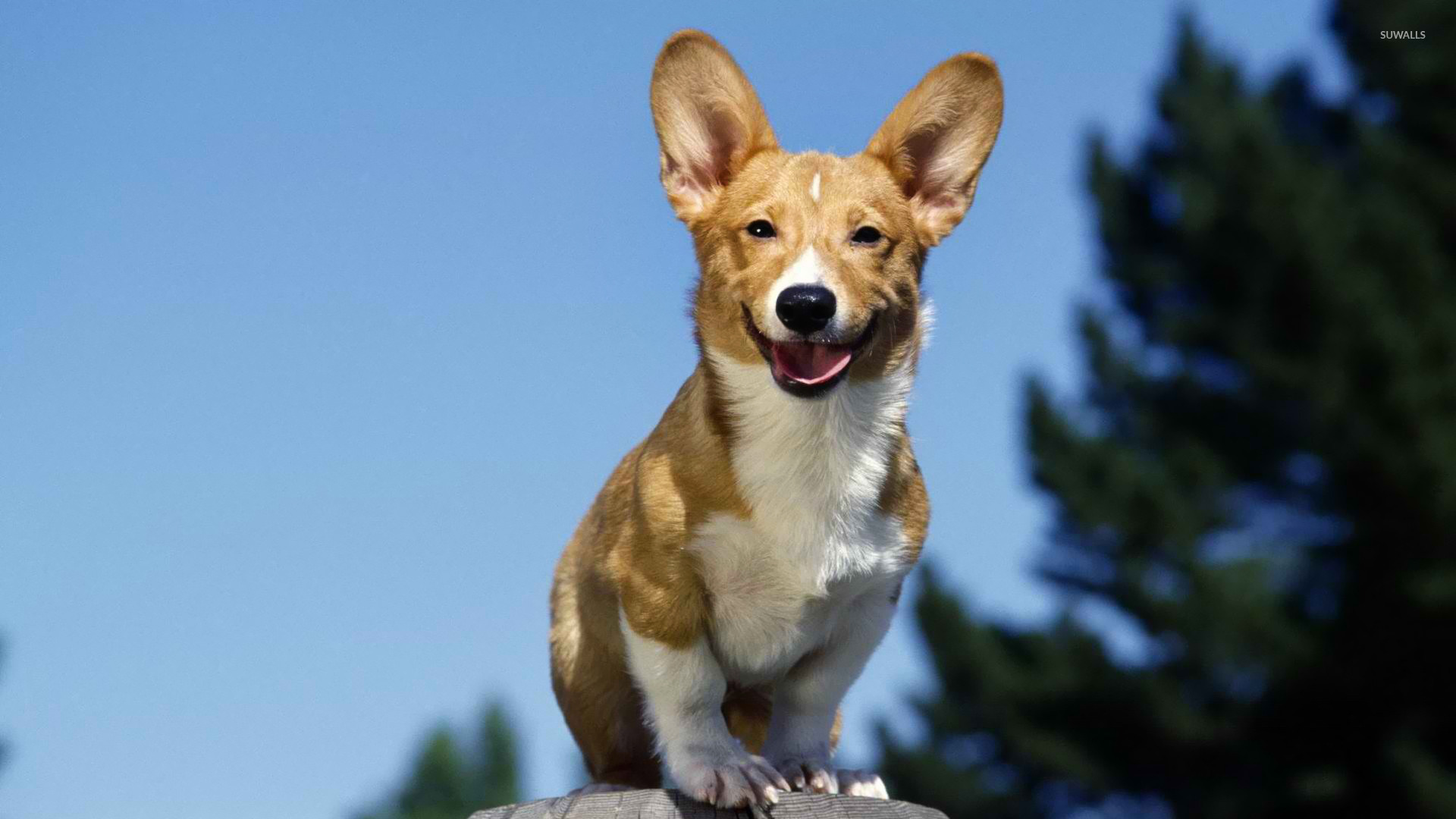Jack Russell Terrier Wallpaper Animal
