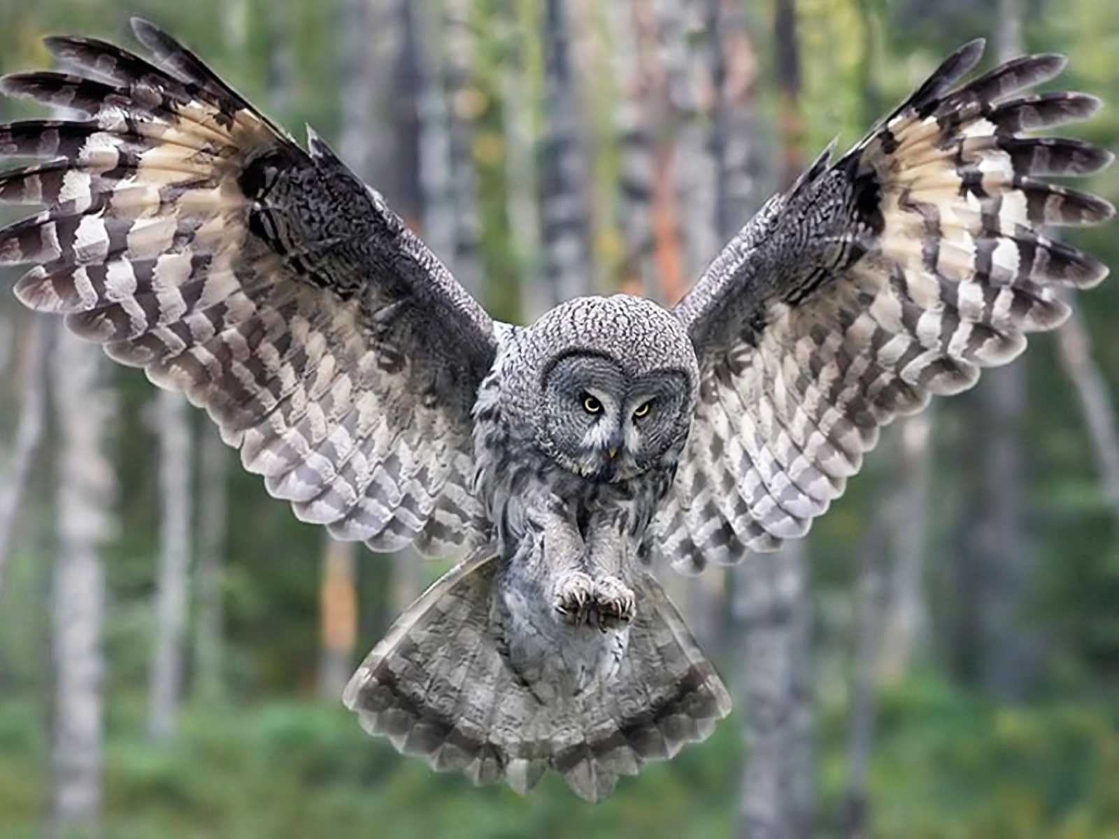 Cute Owl Flying Looking for Hunting HD Photos HD Famous Wallpapers