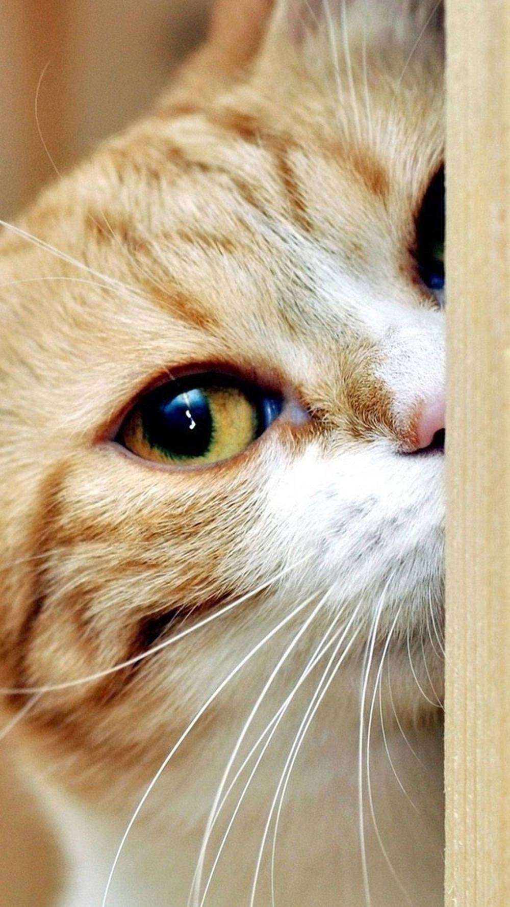 Cat iPhone Wallpaper