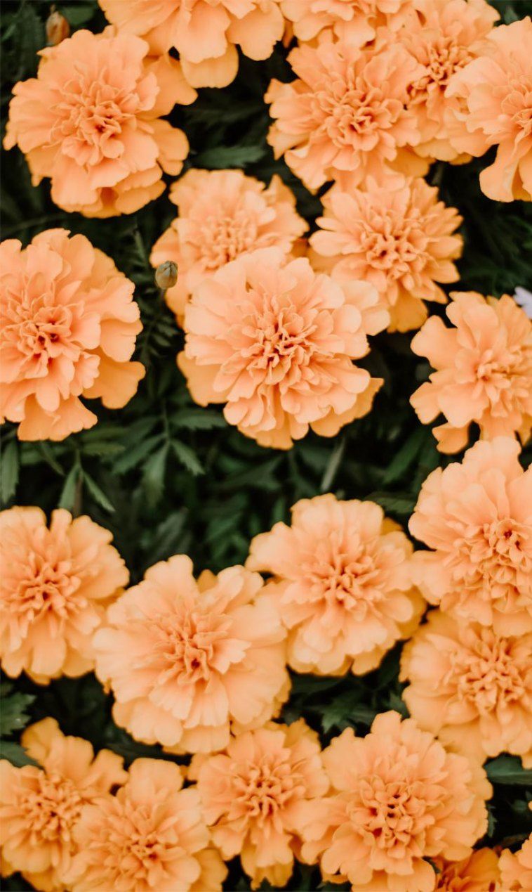 Orange Flower iPhone Wallpaper On