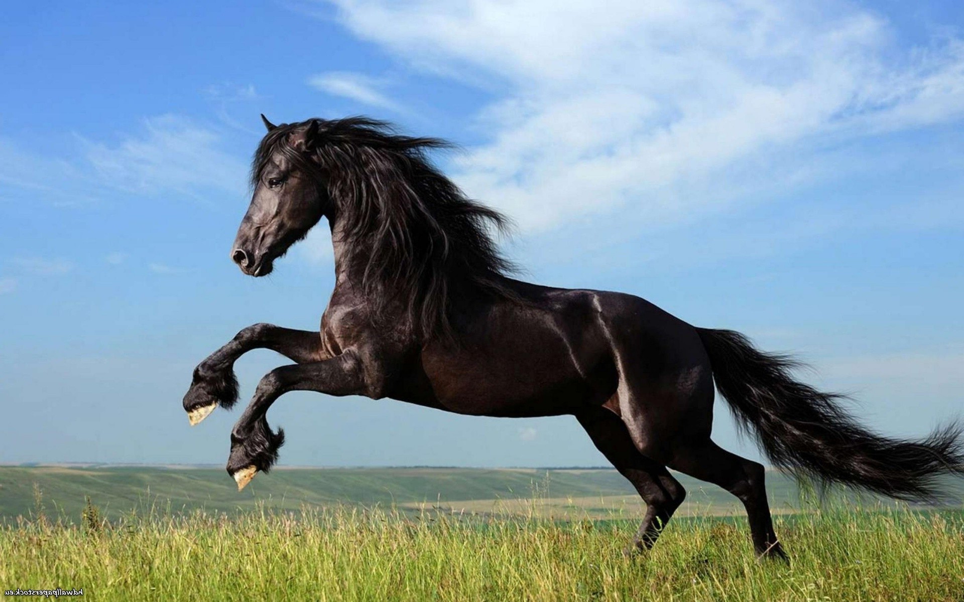 Animals Horse Dark Wallpaper HD Desktop And