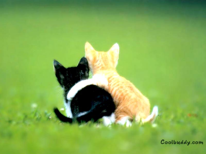 Cat Cute Bff Animals Cats HD Desktop Wallpaper