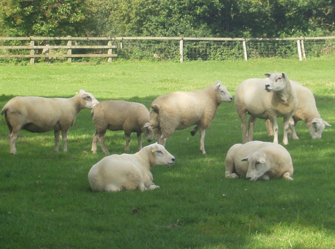 Texel Sheep HD Wallpaper