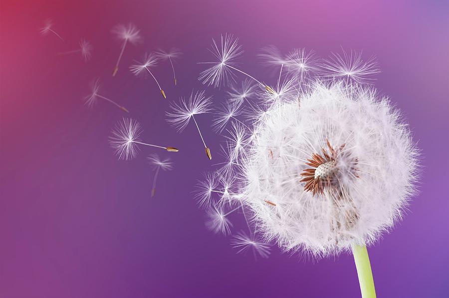 Dandelion Flying On Magenta Background Photograph By Bess Hamiti