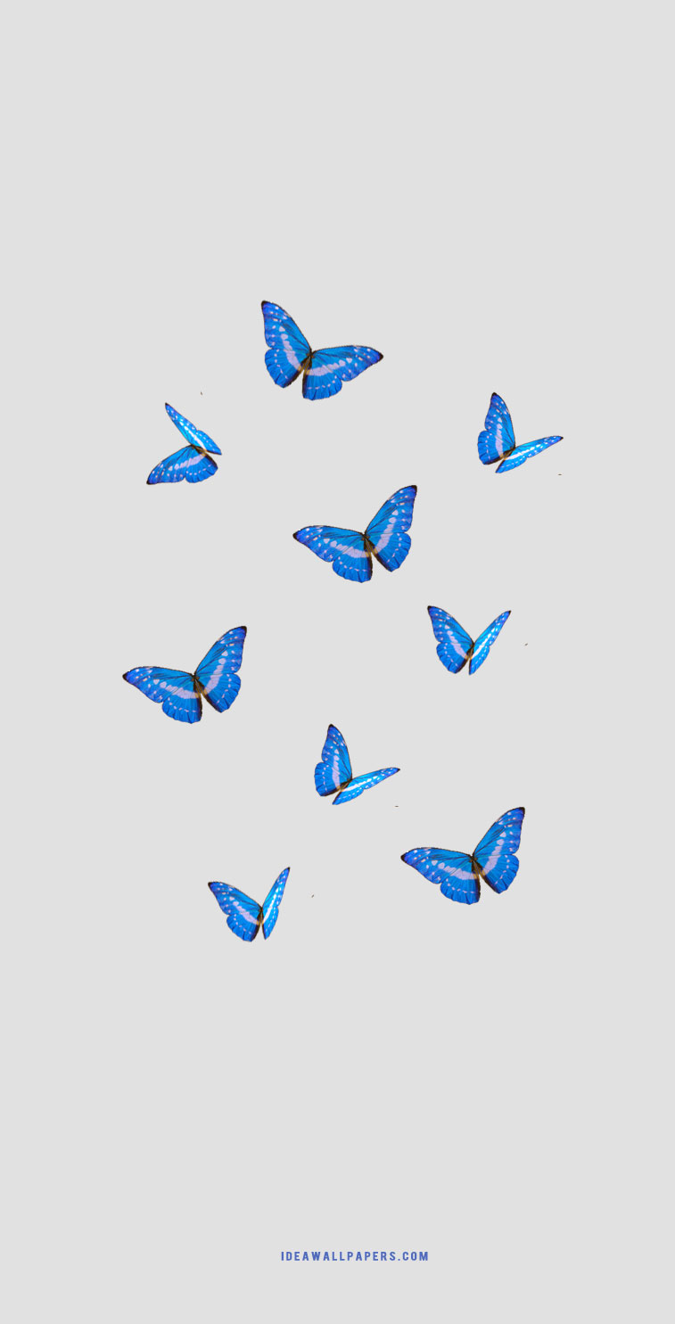 Butterfly iPhone Background Wallpaper